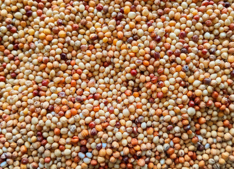 sorghum