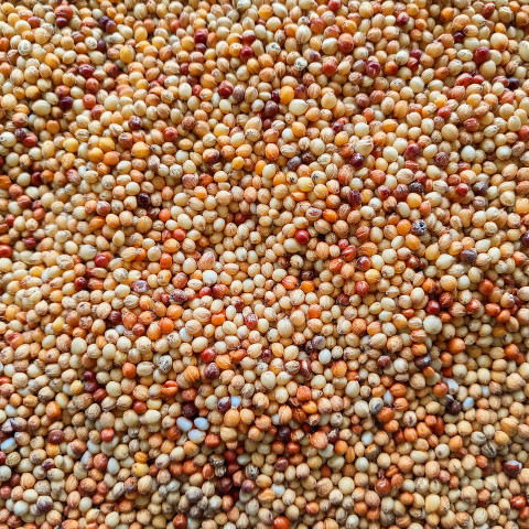 sorghum 