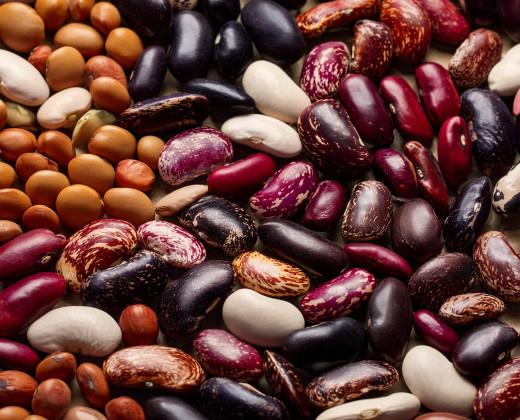 Common Bean 