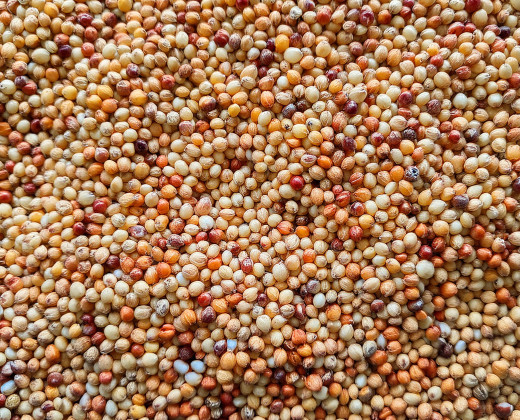 Sorghum 