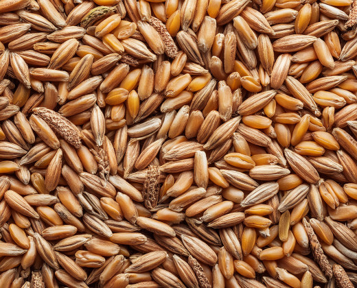 Wheat